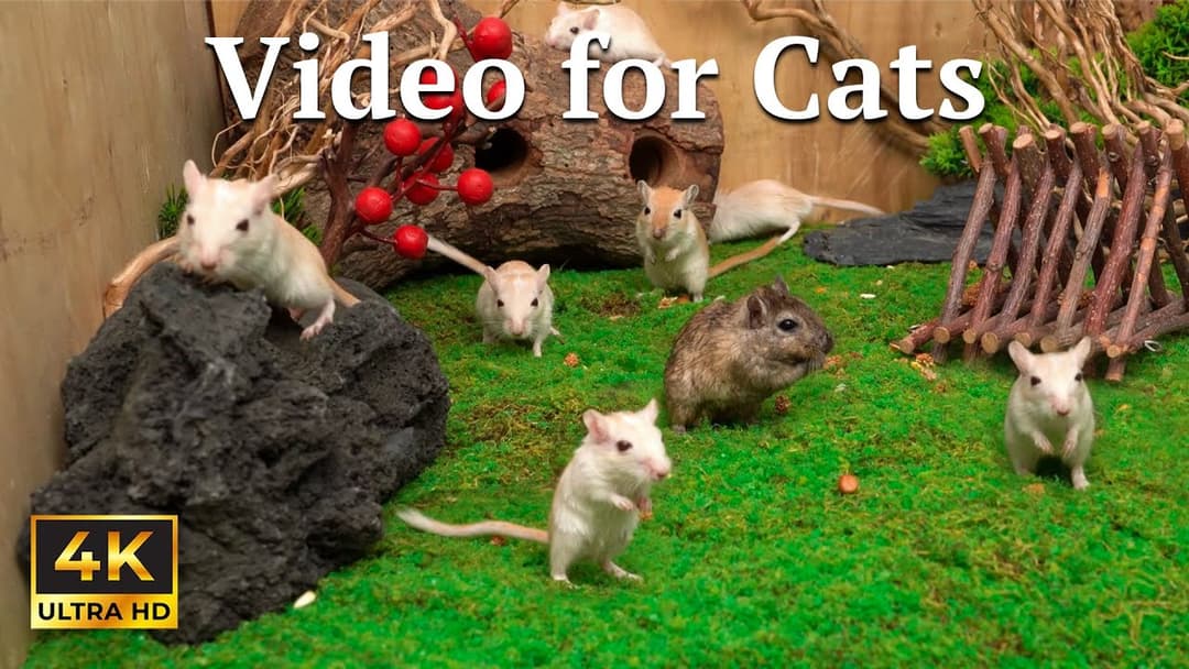 Cat TV: Tiny Mice on the Run – 3 Hours of Hide & Seek in 4K | Catflix