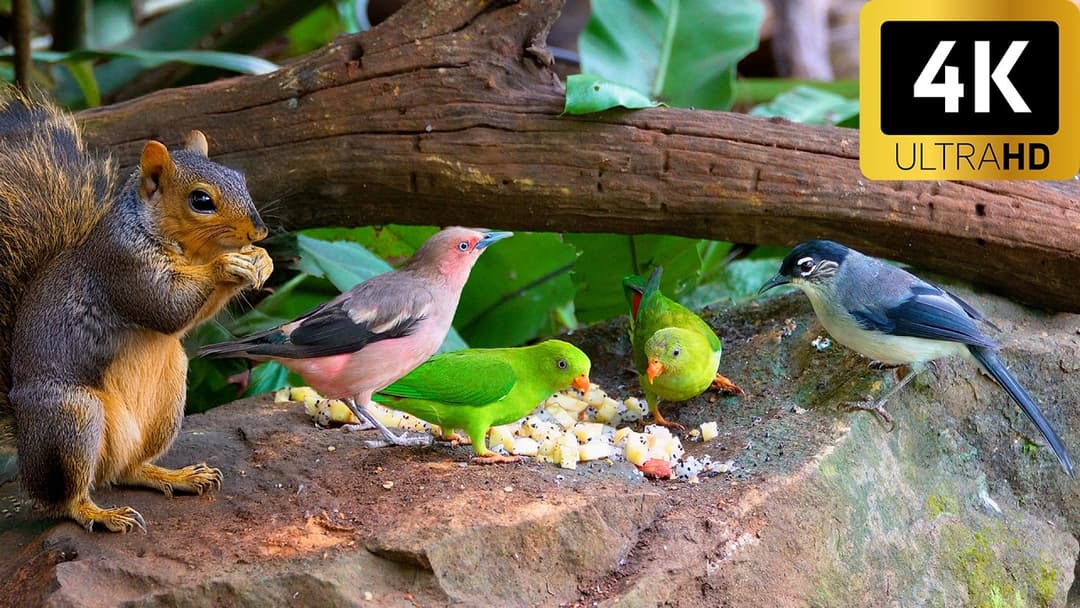 Cat TV for Cats to Watch 😸 Squirrels and Birds Share Food in the Garden 🕊️🐿️ Bird Videos for Cats 4K