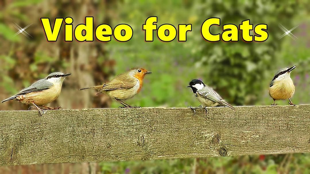 Catflix : Cat TV ~ Videos for Cats to Watch ~ Birds and Squirrels Galore ⭐ 8 HOURS ⭐