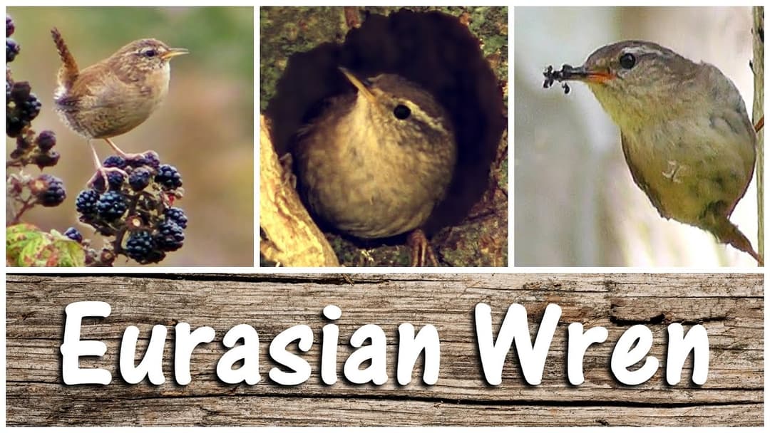 Wren Birds Singing, Chirping, Feeding & Nest Building