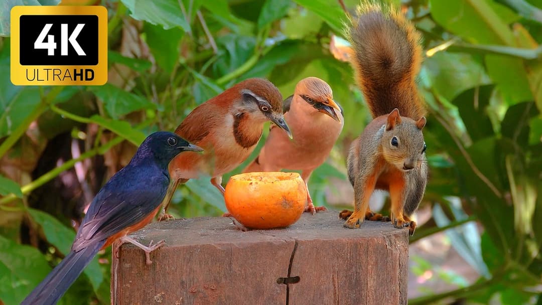 [No Ad Interruptions] Cat TV 😺 The Cutest Birds and Squirrels 🐿️ Bird videos for cats 4K HDR