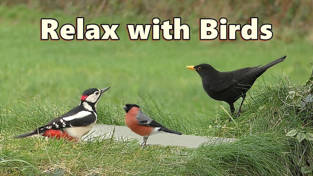 Relaxing Videos for Cats, People and Dogs to Watch ~ Birds at The Edge of The Woods ⭐ NEW 8 HOURS ⭐