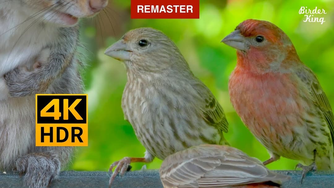 Cat TV for cats to watch 🐱 8 Hours 📺 Garden Birds and Squirrels(Remastered 4K HDR)