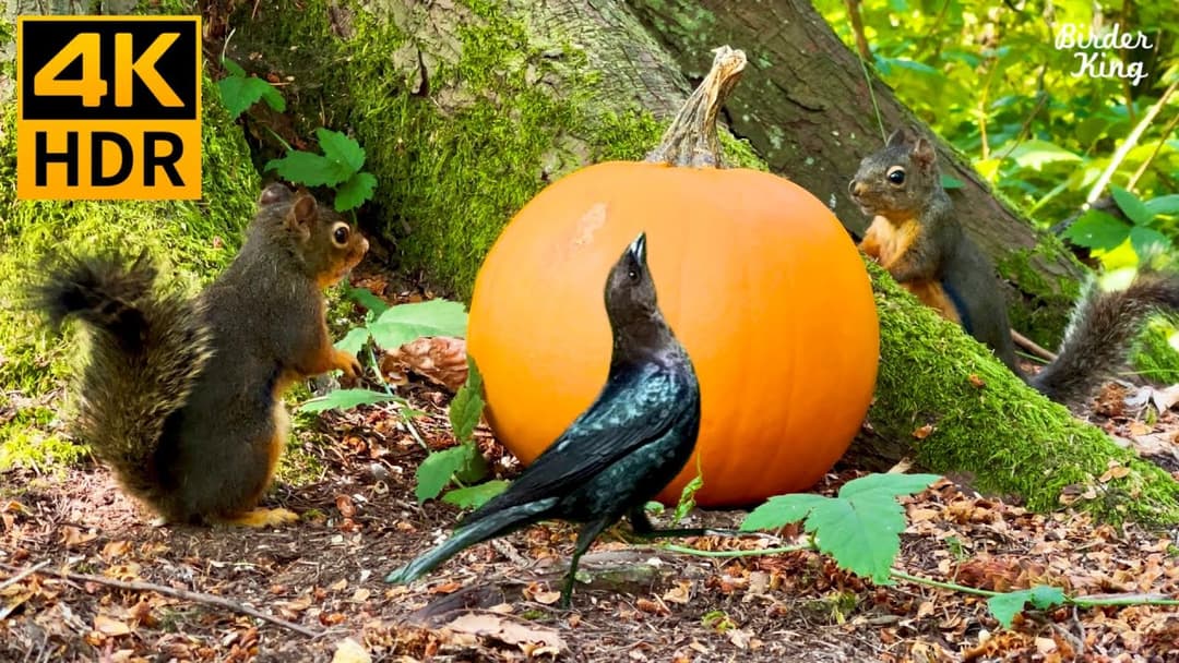 Cat TV for Cats to Watch 😺 A pumpkin, feral squirrels, blackbirds 🐿 8 Hours(4K HDR)