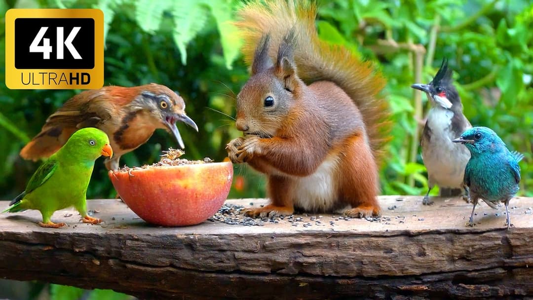 CAT TV NO ADS 🕊️ Birds & Squirrels Share Food on a Garden Wood 🐿️ Videos for cats 4K HDR