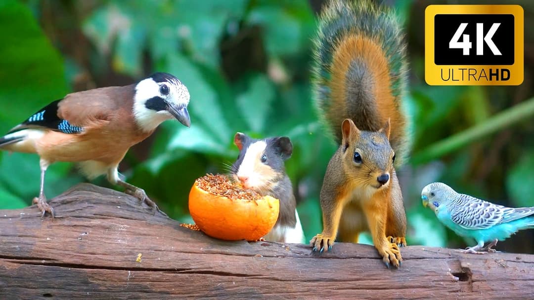 [NO ADS] Cat TV for Cats to Watch 😺🐦 Crazy Birds, Chipmunks and Squirrels 🐿 Cat Games 4K HDR