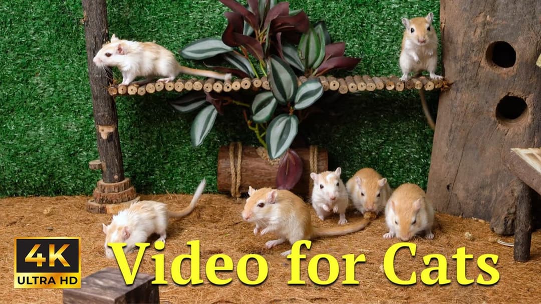 4K HDR Mice Playtime for Cats: Tiny Mice Hide & Seek in Wooden Holes | Catflix