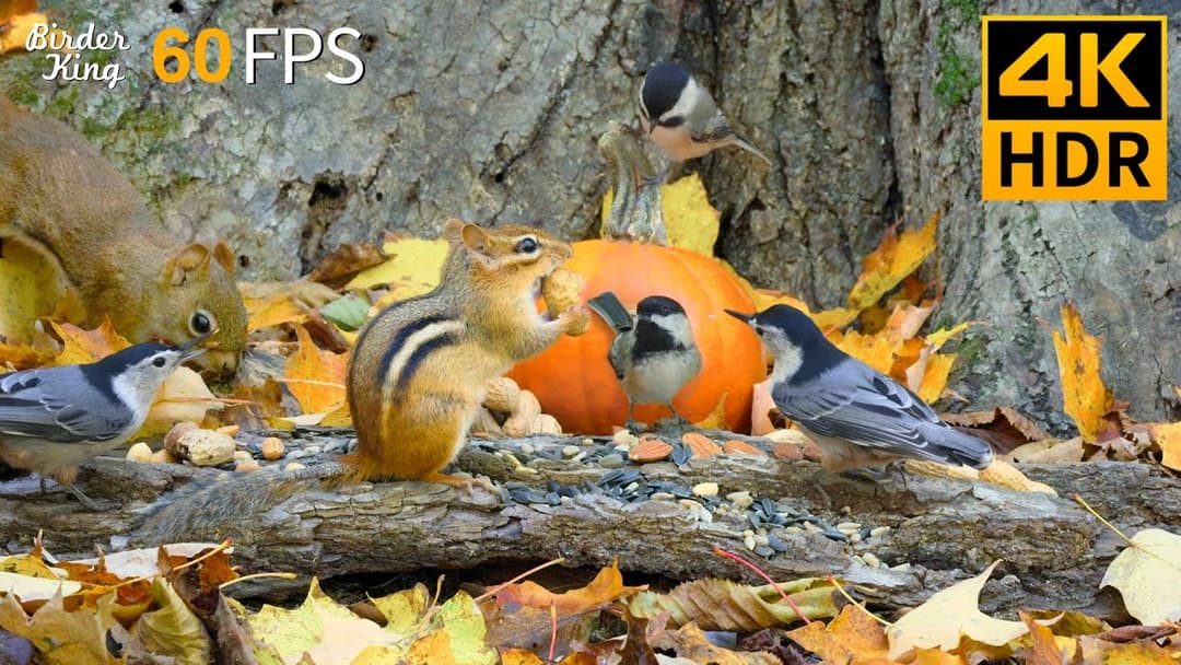 Cat TV for Cats to Watch 😺🐦 Adorable Birds Chipmunks Squirrels in Season of Harvest 🐿 4K HDR 60FPS