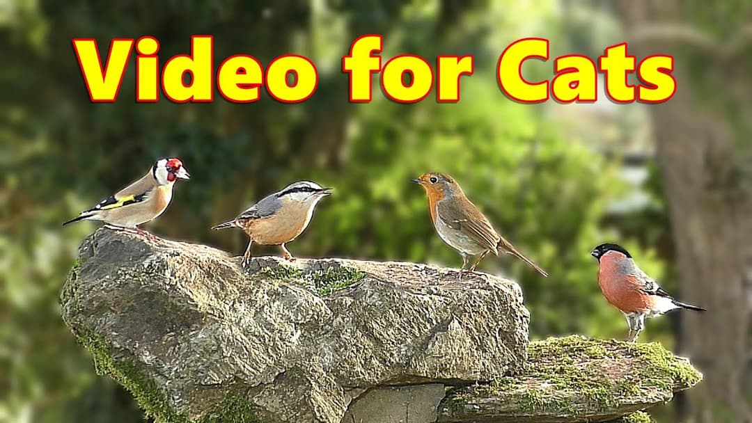 Cat TV Virtual Bird Garden ~ Cats Love Birds ~ Videos for Cats to Watch Garden Birds