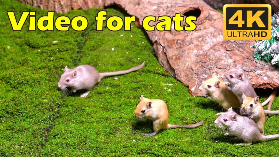 Cat TV: Endless Tiny Mice Adventures – 3 Hours of Hide & Seek in 4K for Your Cat | Catflix