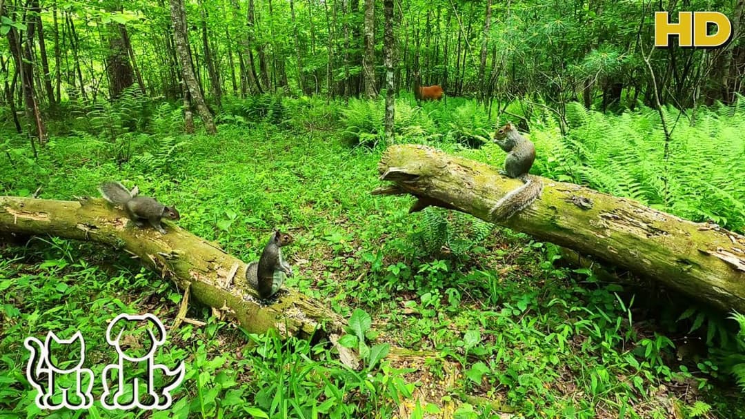 Watch TV with your Pets 😺🐶🦜📺| Squirrels & Deer in the Forest | 10 Hours for all day Entertainment