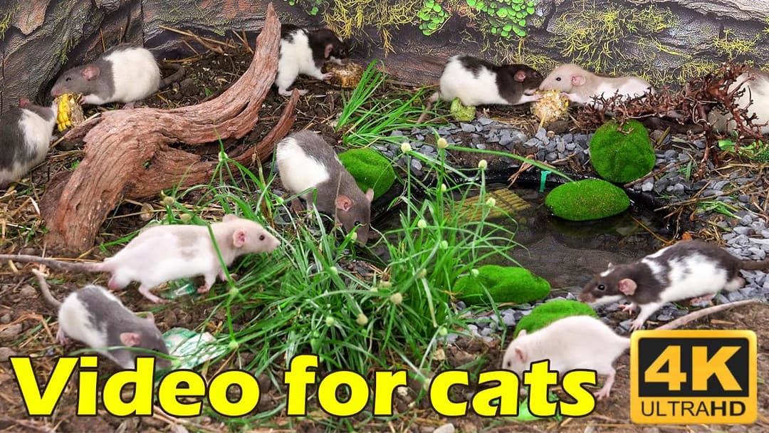 Cat TV: Endless Mouse Action – 3 Hours of Fun for Your Cat in 4K UHD | Catflix