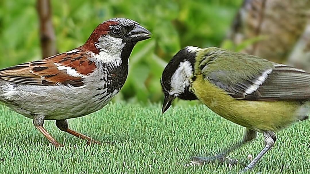 Birds in The Summer Garden : Filmed in Slow Motion