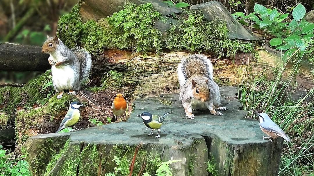Cat TV - Little Birds and Squirrels - Videos for Cats to Watch in 4K