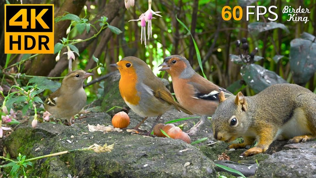 Cat TV for Cats to Watch 😺 Summer Fun with Cute Birds, Squirrels, Chipmunks 🐿 Cat Games 4K HDR