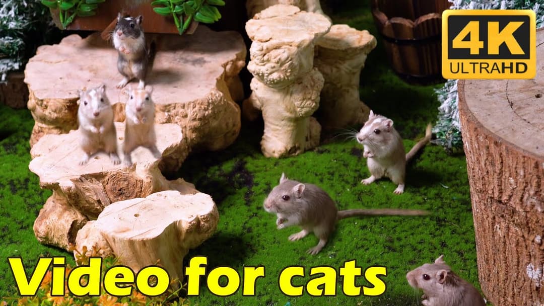 Cat TV: Tiny Mice Hide & Seek Extravaganza - 3 Hours of Pure Fun in 4K UHD | Catflix