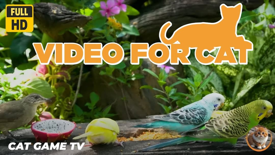 🔴😺All Birds Enjoy a Good day ~  Garden Birds🦜! Live 12 Hrs Relaxing Video for Cats