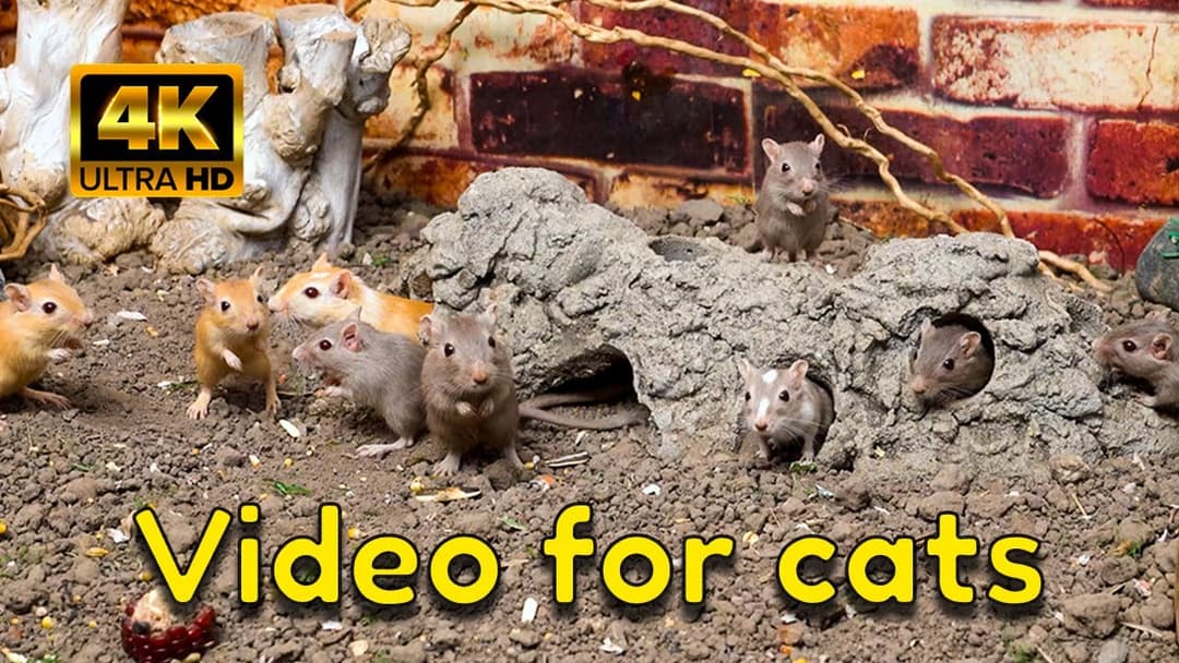 Cat TV 4K: Gerbils in a Cave Maze | New Hide & Seek for Cats