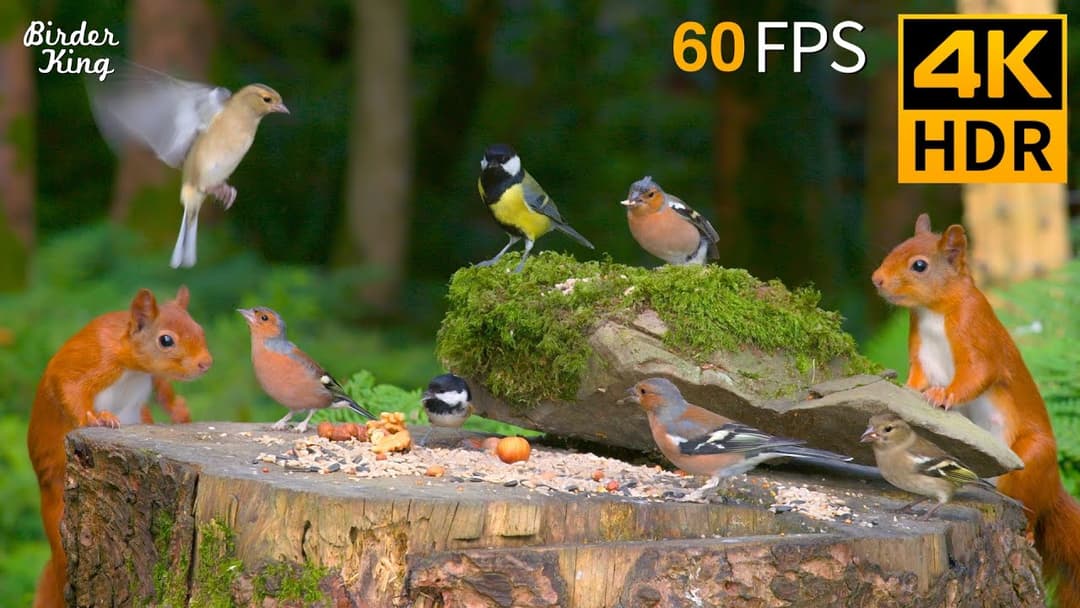 Cat TV for Cats to Watch 😺🐦 The Cutest Birds and Red Squirrels 🐿 Cat Games 4K HDR