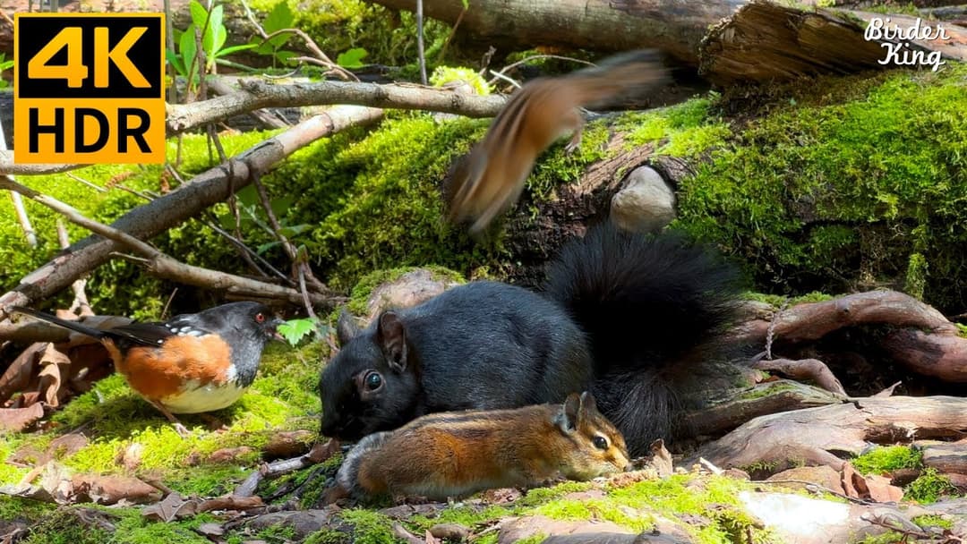 Cat TV for Cats to Watch 😺 Cute Birds, Chipmunks, Squirrels in the Forest 🐿 8 Hours(4K HDR)