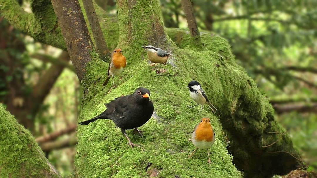 Morning Birdsong : Sounds and Videos for Cats and People to Enjoy - Let Nature Sing