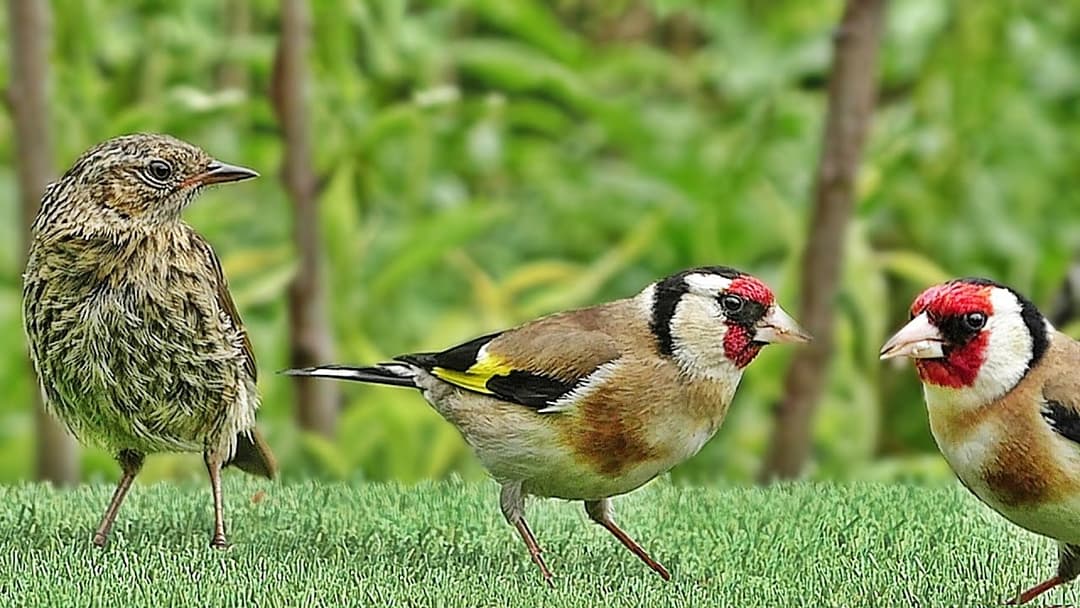 Birds : Gentle Bird Sounds in The Gentle Rain : Filmed in Slow Motion
