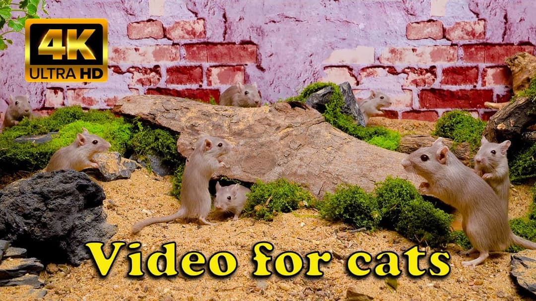 Cat TV Mice: Tiny Desert Mice Hide & Seek Playground | 4K Catflix Adventure for Curious Cats