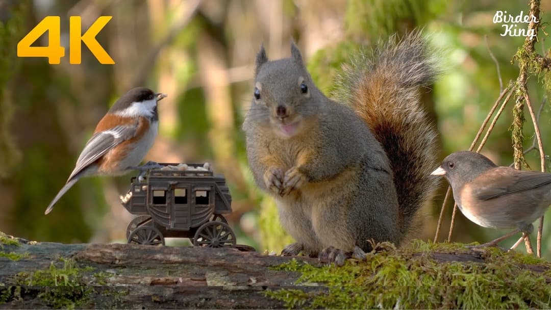 Videos for Cats and Dogs 😺🐶 8 Hours of Birds and Squirrels in the Woods (4K UHD)