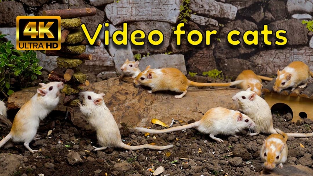 The Ultimate Hide & Seek Mix! | Underground Burrows & Log Tunnels | 4K Video for Cats