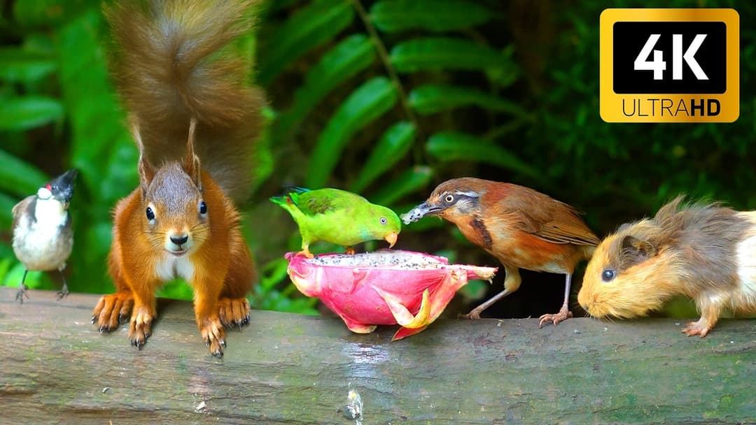 Cat TV for Cats to Watch 😺🐦 Garden birds, squirrels and guinea pig 🌻 Real Nature Fun 4K HDR