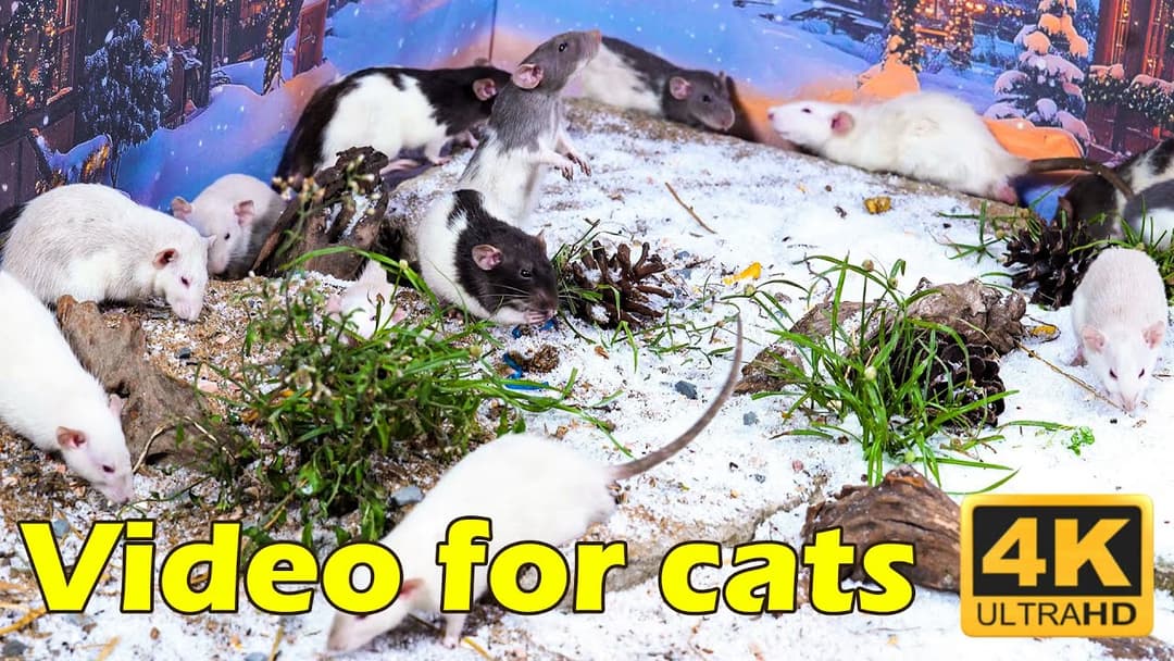 Cat TV: The Perfect 4K TV for Your Curious Cat – Tiny Mice, Big Fun | Catflix
