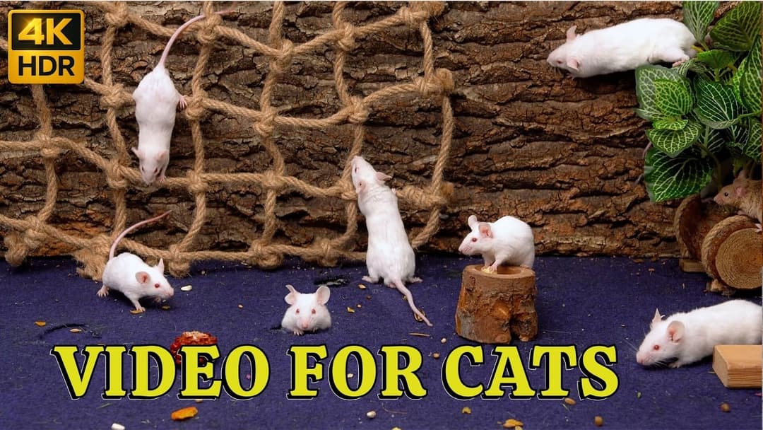 Hide & Seek Unlimited: Tiny Mice Hide and Seek and Swing in Mouse Holes | 3 Hours 4K Cat TV