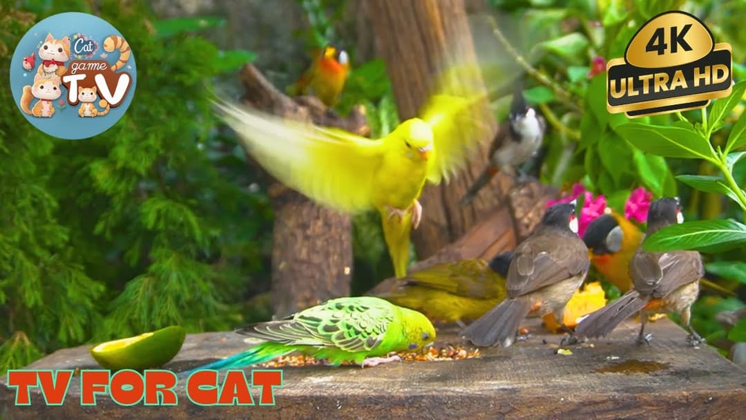 Backyard Birds, Squirrels and Chipmunks Enjoying a Meal😺- 12 Hour Cat TV for Pets - July 13, 2024