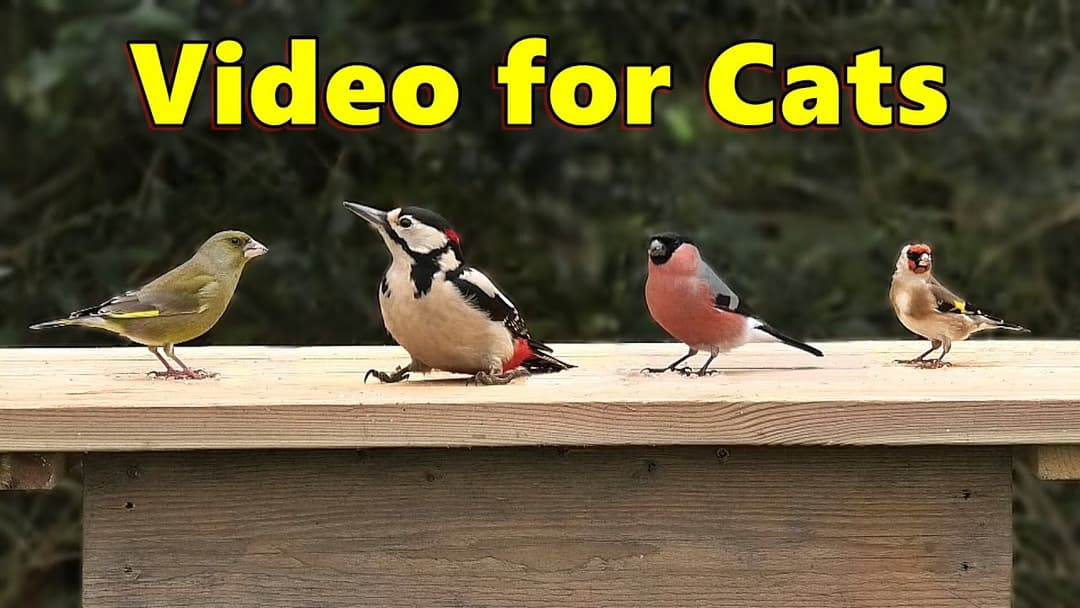 Birds for Cats to Watch ⭐ 8 HOURS in an English Garden ⭐