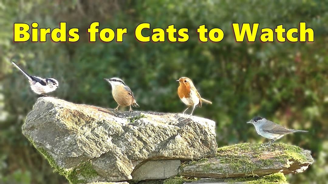 Birds for Cats to Watch Special ⭐ 8 HOURS⭐