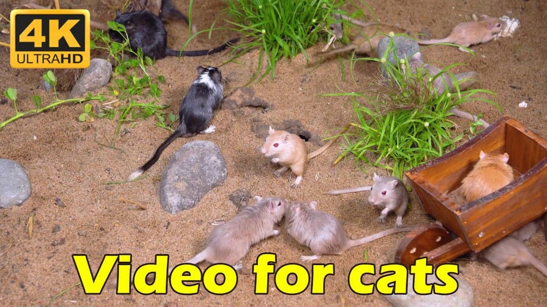 Cat TV: Tiny Mice Hide & Seek Extravaganza – 3 Hours of 4K Fun for Your Cat | Catflix