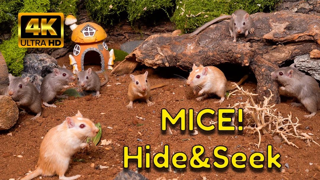 Your Cat's First Halloween Party! 👻 A Spooky Gerbil Hide & Seek | 4K