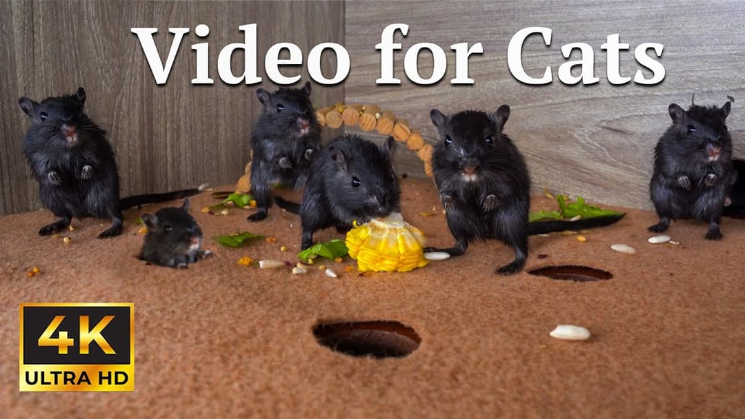 Cat TV: Cat’s Hide & Seek Paradise – Mice on the Run in UHD | Catflix