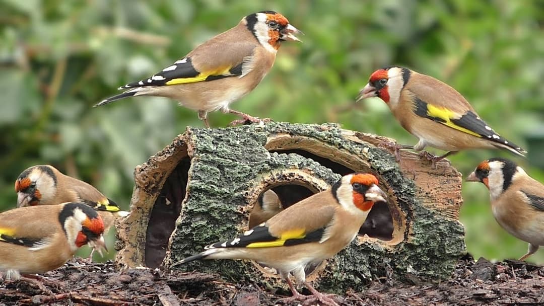 Goldfinch Bird Extravaganza - Birds at The Special Log
