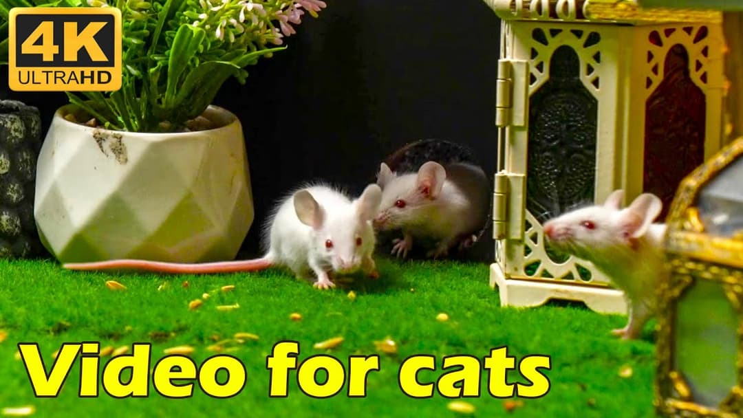 Cat TV: Adorable White Mice Scurrying in and out of Mini House | Hide & Seek Fun | 3 Hours 4K UHD