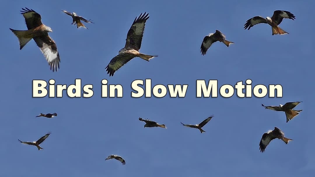Birds Flying in Slow Motion ⭐ 8 HOURS of Amazing Red Kites ⭐