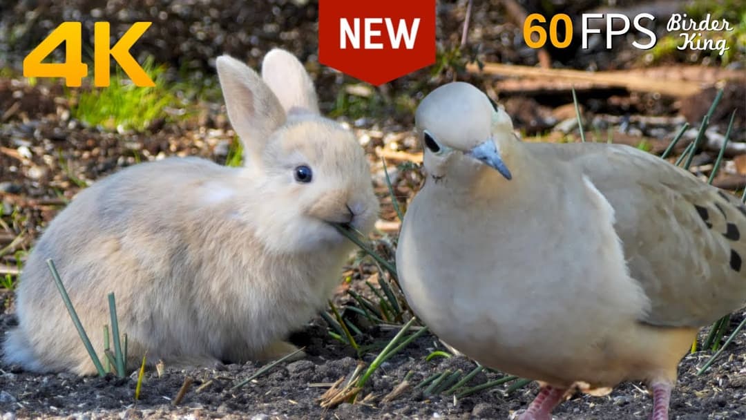 Cat TV for Cats to Watch 😺 Cute Bunnies and Bird Friends 🐦 60FPS New Edition 8 Hours 4K