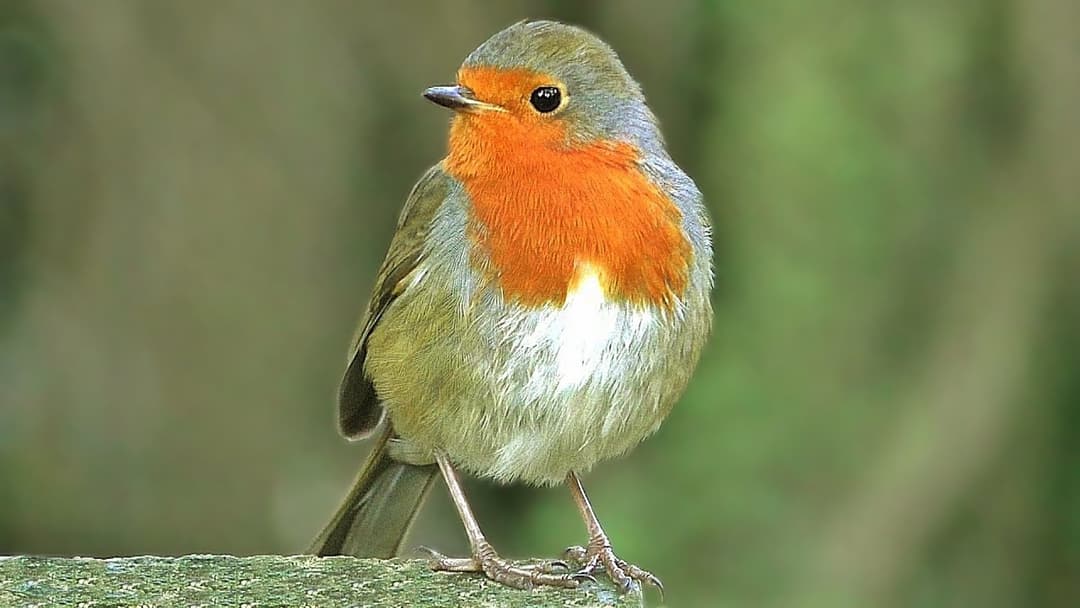 Rouge gorge Familier Oiseaux Chantants : Chant d'oiseaux Rouge gorge Familier