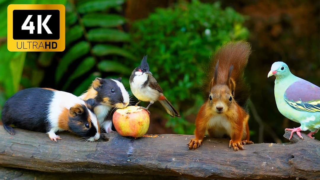 [ NO ADS] Cat TV for Cats to Watch 😺 Bouncy chipmunks, Squirrels, and Birds 🐿 4 Hours 4K HDR 60FPS