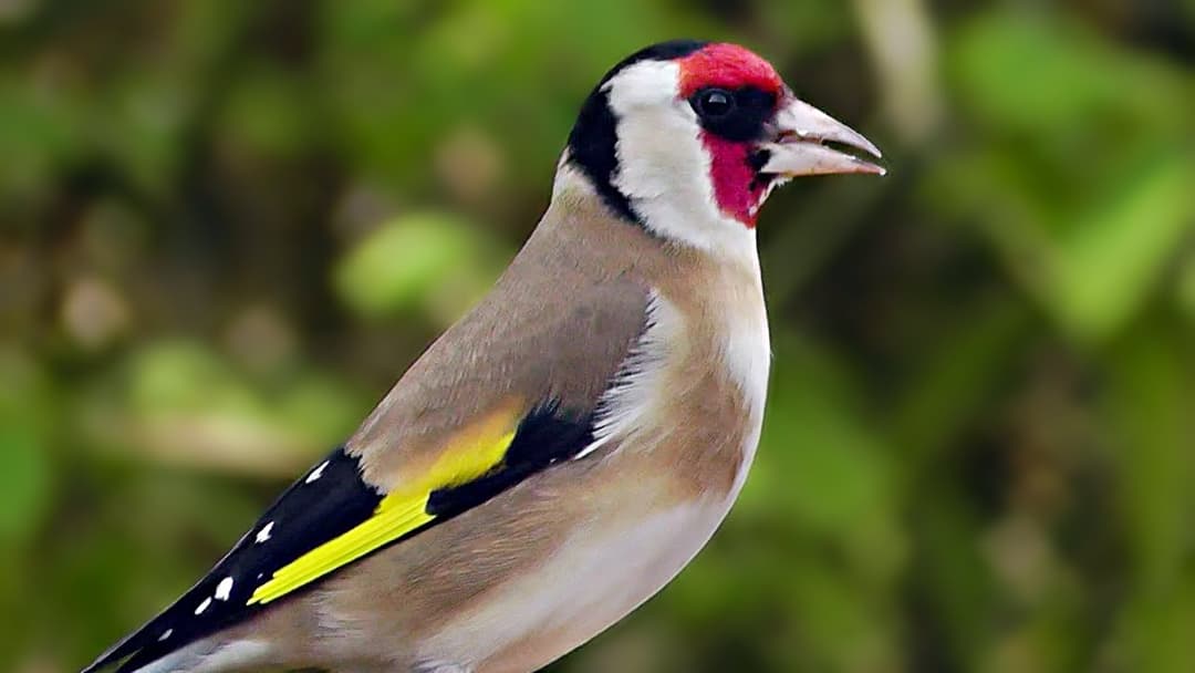 Goldfinch Birds and Bird Song - Goldfinches Singing For Woodland Wilf