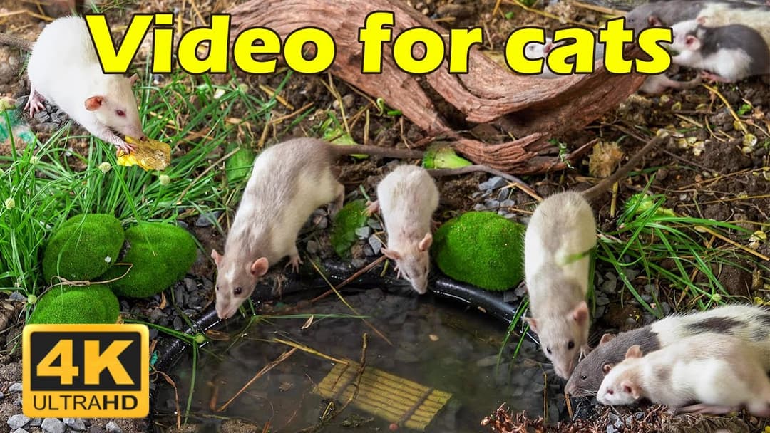 Cat TV: 4K Hide & Seek Challenge for Your Cat’s Entertainment – Whiskers & Mice | Catflix