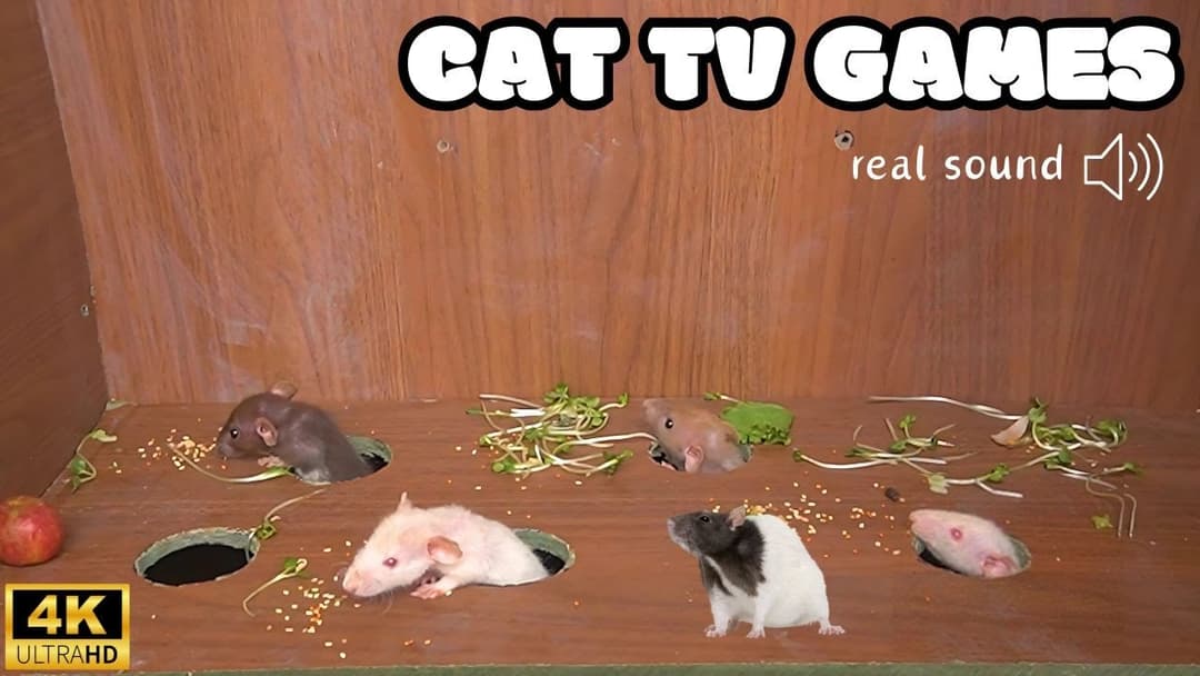 Cat TV Games: Mice Hide and Seek Fun! Ultimate Cat Entertainment