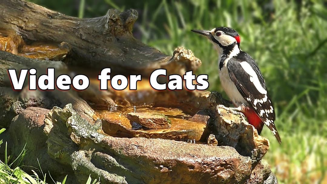 Cat TV ~ Birds for Cats to Watch on The Little Waterfall by Paul Dinning