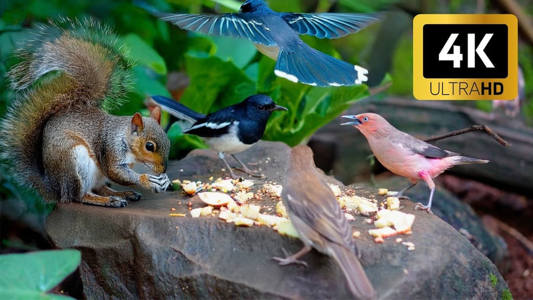 [NO ADS] Cat TV for Cats to Watch 😺🐦 Singing Squirrels, Cute Birds and Chipmunks 🐿 Cat Games 4K HDR