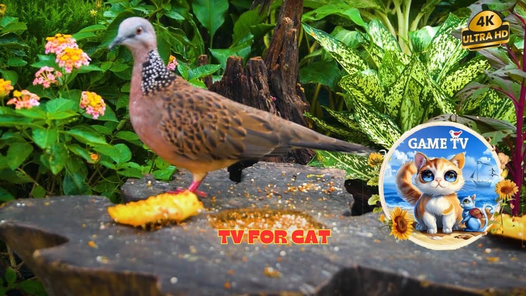 🔴😺Backyard Feast for Birds and Squirrels  - Relax Your Pet 🐿️! Live 12 Hour Summer Pet Nature TV